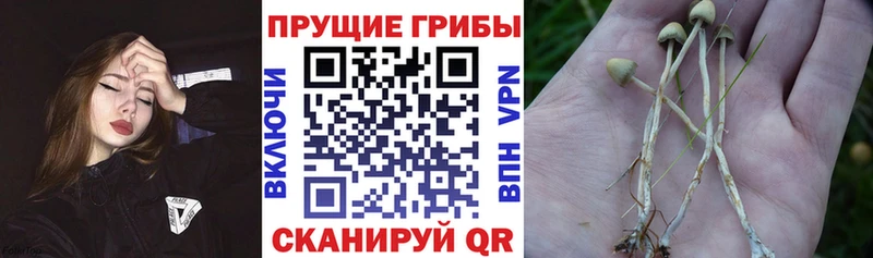 Псилоцибиновые грибы Magic Shrooms  Купить  Велиж 